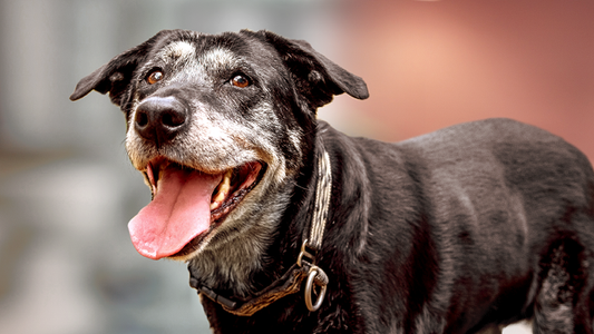 Pet Longevity Hacks: Helping Your Dog Live a Longer, Healthier Life