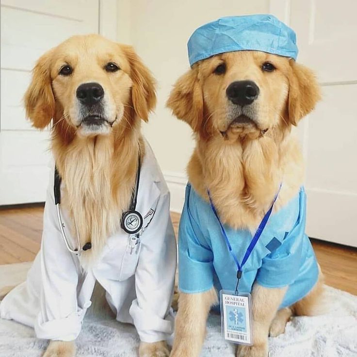 Debunking Dangerous Pet Care Myths: Dog Health & Training Tips Every Owner Needs